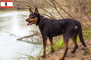 Lire la suite à propos de l’article Éleveurs de Kelpies australiens et chiots à Berlin