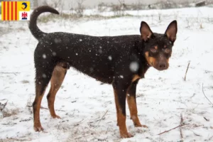 Lire la suite à propos de l’article Éleveurs de Kelpies australiens et chiots en Provence-Alpes-Côte d’Azur