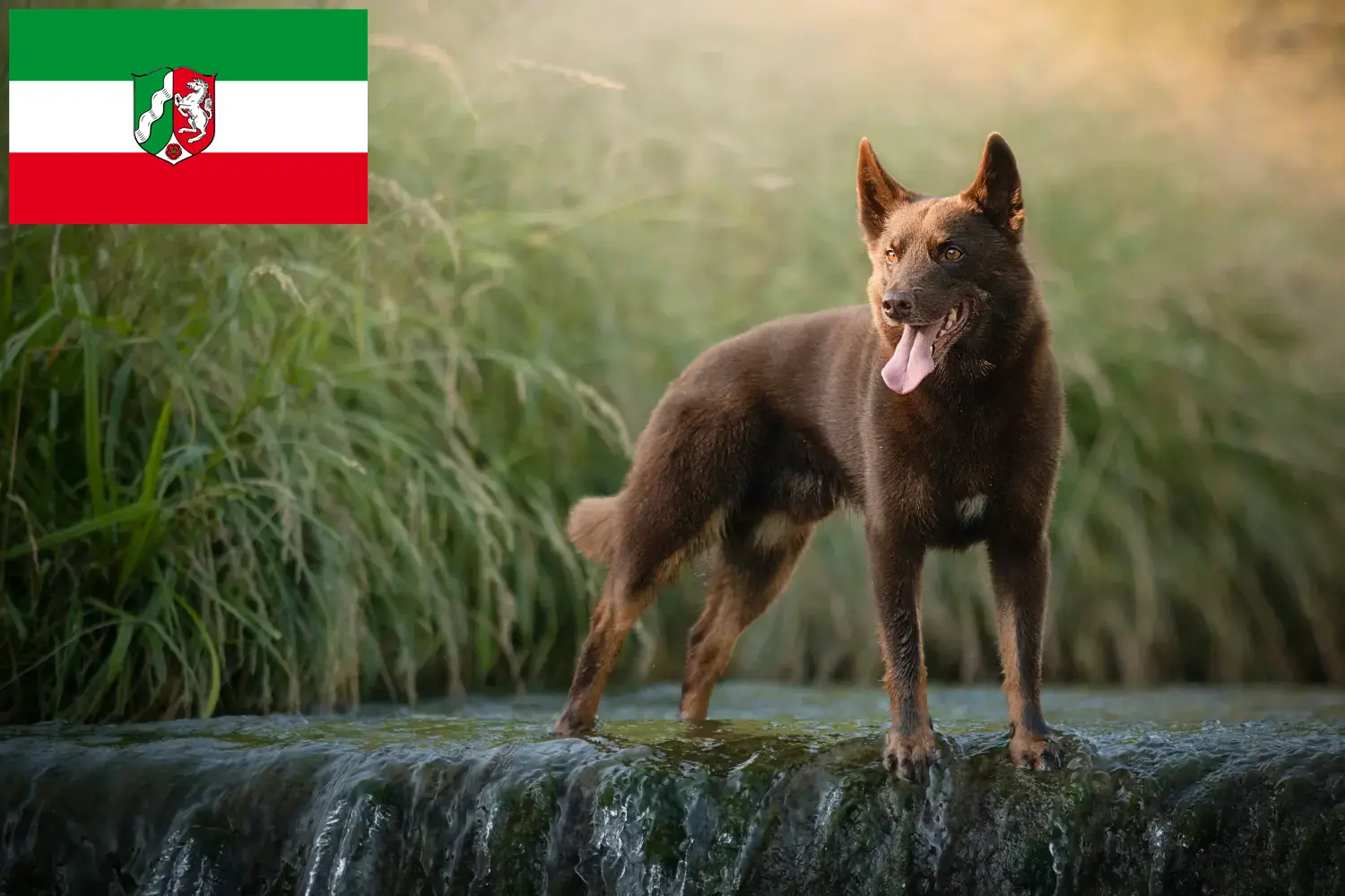 Australian Kelpie chiots et éleveurs Rhénanie du Nord-Westphalie Ici tu peux trouver des éleveurs de Kelpies australiens en Rhénanie-du-Nord-Westphalie.