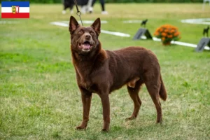 Lire la suite à propos de l’article Éleveurs de Kelpies australiens et chiots dans le Schleswig-Holstein