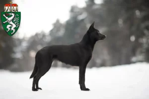Lire la suite à propos de l’article Éleveurs de Kelpies australiens et chiots en Styrie