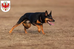 Lire la suite à propos de l’article Éleveurs de Kelpies australiens et chiots au Tyrol