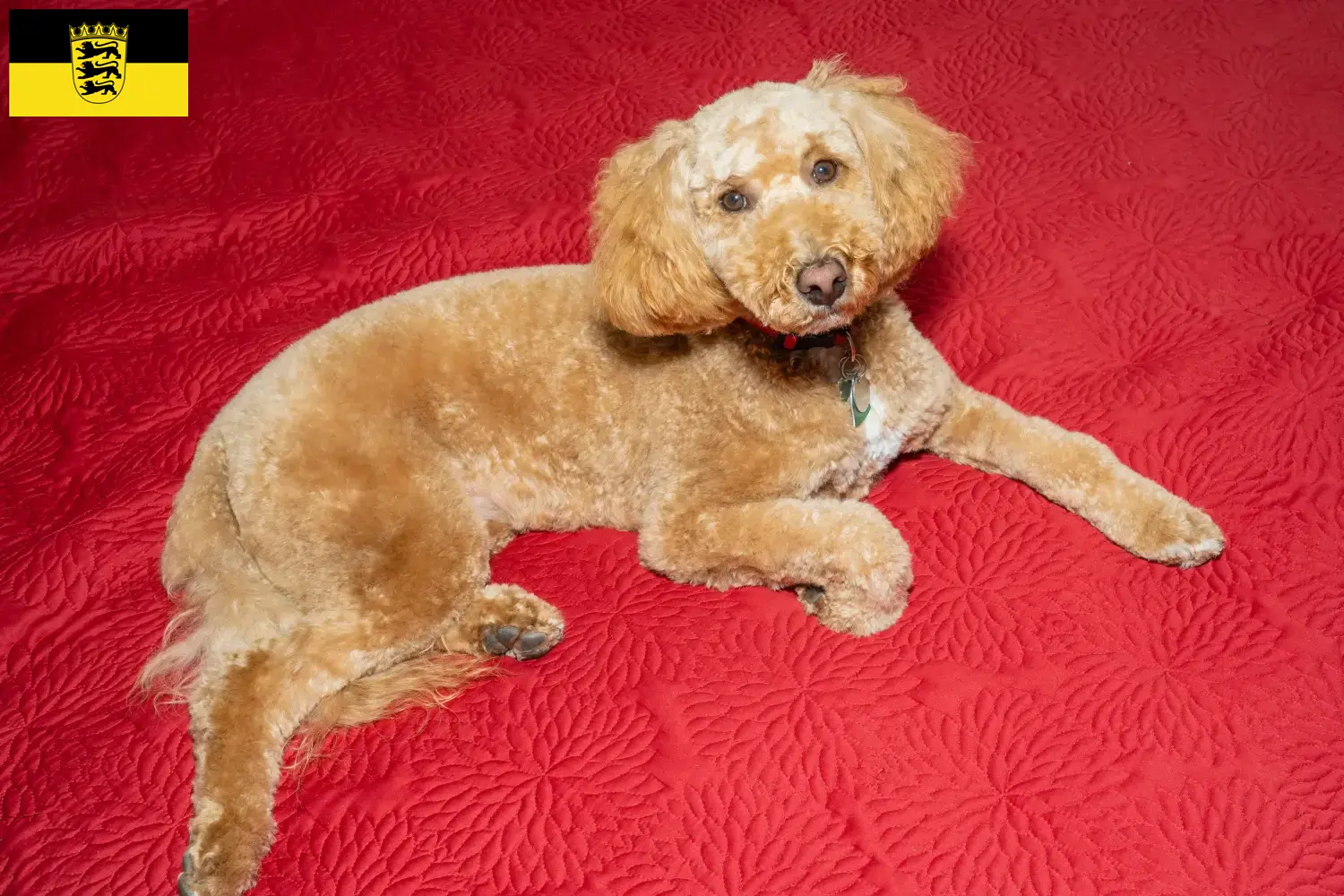 Australian Labradoodle chiots et éleveurs Baden-Württemberg Ici tu trouves des éleveurs de Labradoodles australiens en Baden-Württemberg.