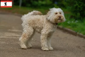 Lire la suite à propos de l’article Éleveurs de Labradoodle australien et chiots à Berlin