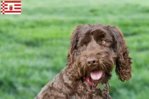 Lire la suite à propos de l’article Éleveurs de Labradoodle australien et chiots à Brême