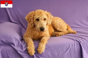Lire la suite à propos de l’article Éleveurs de Labradoodle australien et chiots en Hesse