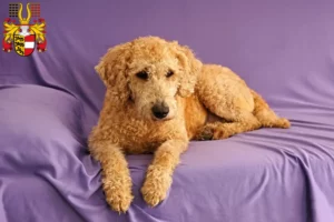 Lire la suite à propos de l’article Éleveurs de Labradoodle australien et chiots en Carinthie