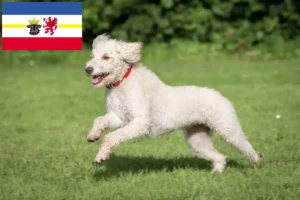 Lire la suite à propos de l’article Éleveurs de Labradoodle australien et chiots dans le Mecklembourg-Poméranie occidentale
