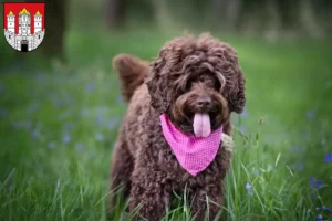 Lire la suite à propos de l’article Éleveurs de Labradoodle australien et chiots à Salzbourg