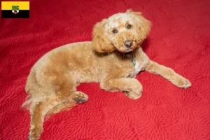 Lire la suite à propos de l’article Éleveurs de Labradoodle australien et chiots en Saxe-Anhalt