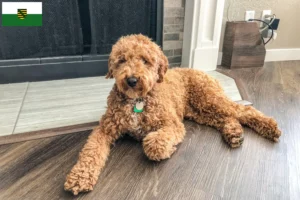 Lire la suite à propos de l’article Éleveurs de Labradoodle australien et chiots en Saxe