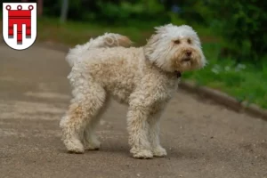 Lire la suite à propos de l’article Éleveurs de Labradoodle australien et chiots dans le Vorarlberg