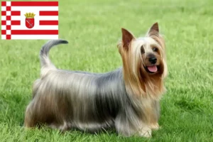 Lire la suite à propos de l’article Éleveurs de Silky Terriers australiens et chiots à Brême