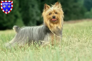 Lire la suite à propos de l’article Éleveurs de Silky Terriers australiens et chiots en Centre-Val de Loire