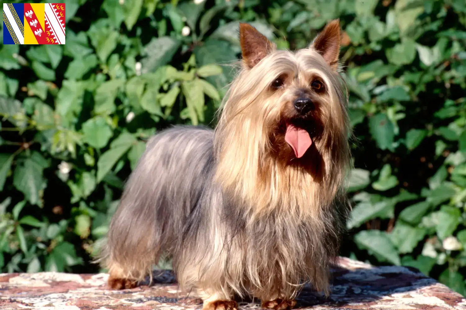 Australian Silky Terrier chiots et éleveurs Grand Est Ici tu trouves des éleveurs de Australian Silky Terrier en Grand Est.
