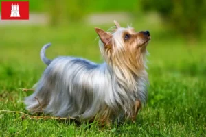 Lire la suite à propos de l’article Éleveurs de Silky Terriers australiens et chiots à Hambourg