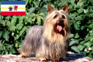 Lire la suite à propos de l’article Éleveurs de Silky Terriers australiens et chiots dans le Mecklembourg-Poméranie occidentale