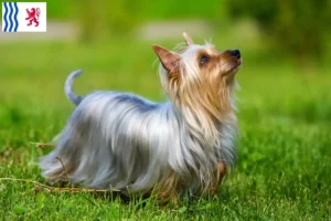 Lire la suite à propos de l’article Éleveurs de Silky Terriers australiens et chiots en Nouvelle-Aquitaine