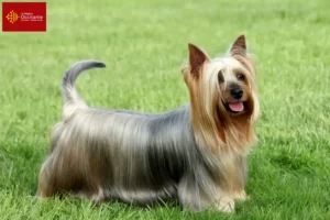 Lire la suite à propos de l’article Éleveurs de Silky Terriers australiens et chiots en Occitanie