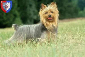 Lire la suite à propos de l’article Éleveurs de Silky Terriers australiens et chiots en Pays de la Loire