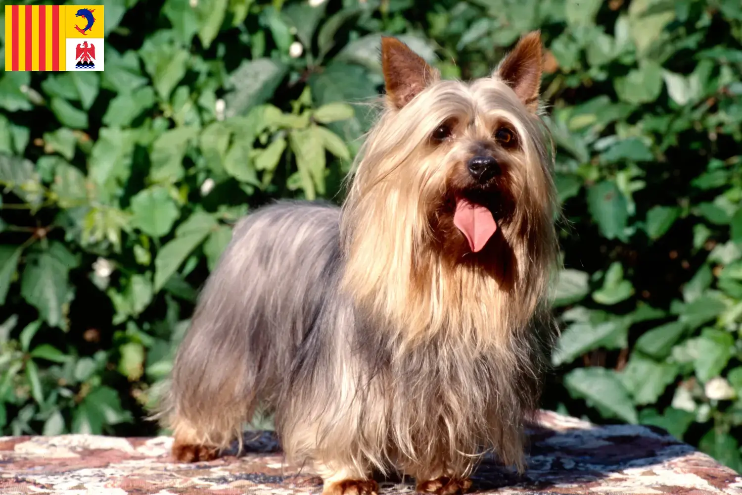 Australian Silky Terrier chiots et éleveurs Provence-Alpes-Côte d'Azur Ici, tu trouveras des éleveurs d'Australian Silky Terrier en Provence-Alpes-Côte d'Azur.