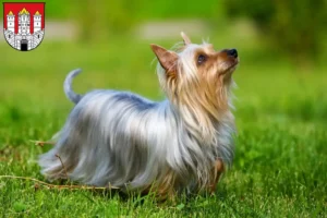 Lire la suite à propos de l’article Éleveurs de silky terriers australiens et chiots à Salzbourg