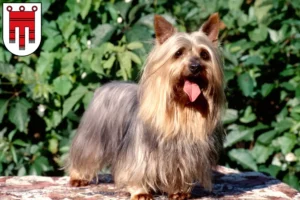Lire la suite à propos de l’article Éleveurs de silky terriers australiens et chiots dans le Vorarlberg