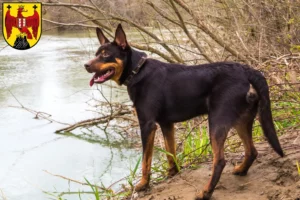 Lire la suite à propos de l’article Éleveurs de Kelpies australiens et chiots dans le Burgenland