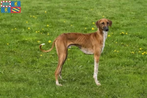 Lire la suite à propos de l’article Éleveurs d’Azawakh et chiots en Bourgogne-Franche-Comté