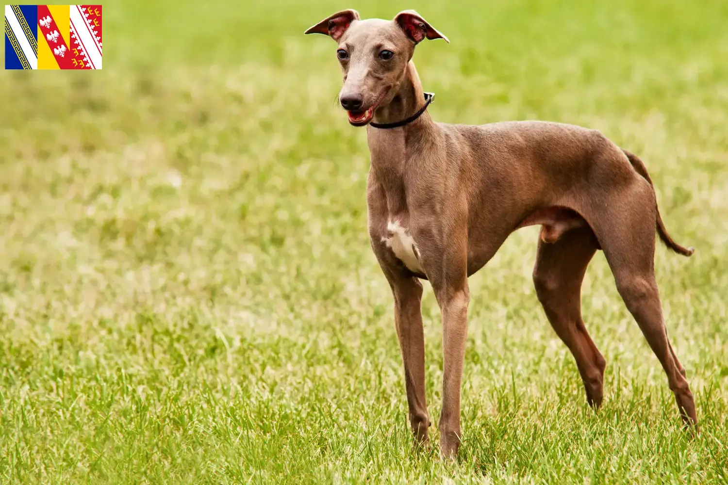 Azawakh chiots et éleveurs Grand Est Ici tu trouves des éleveurs d'Azawakhs en Grand Est.