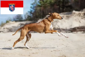 Lire la suite à propos de l’article Éleveurs d’Azawakh et chiots en Hesse