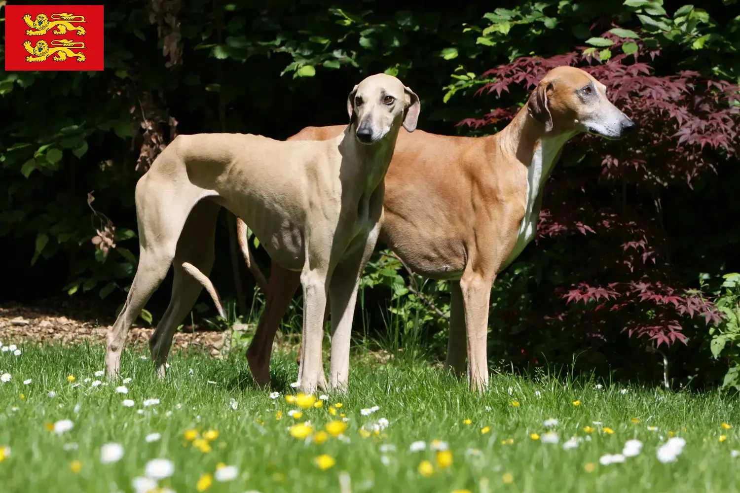 Azawakh chiots et éleveurs Normandie Ici, tu trouveras des éleveurs d'azawakhs en Normandie.