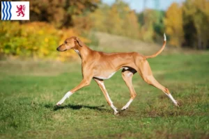 Lire la suite à propos de l’article Éleveurs d’Azawakh et chiots en Nouvelle-Aquitaine