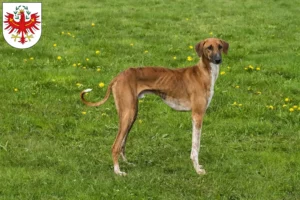 Lire la suite à propos de l’article Éleveurs d’Azawakh et chiots au Tyrol