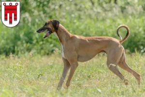 Lire la suite à propos de l’article Éleveurs d’Azawakh et chiots dans le Vorarlberg