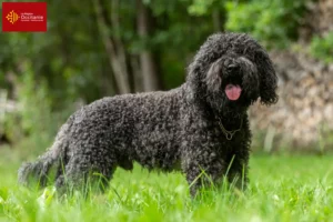 Lire la suite à propos de l’article Éleveurs de barbets et chiots en Occitanie