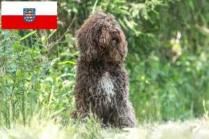 Lire la suite à propos de l’article Éleveurs de barbets et chiots en Thuringe