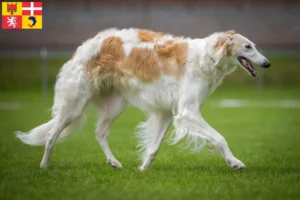 Lire la suite à propos de l’article Éleveurs de Barsoi et chiots en Auvergne-Rhône-Alpes