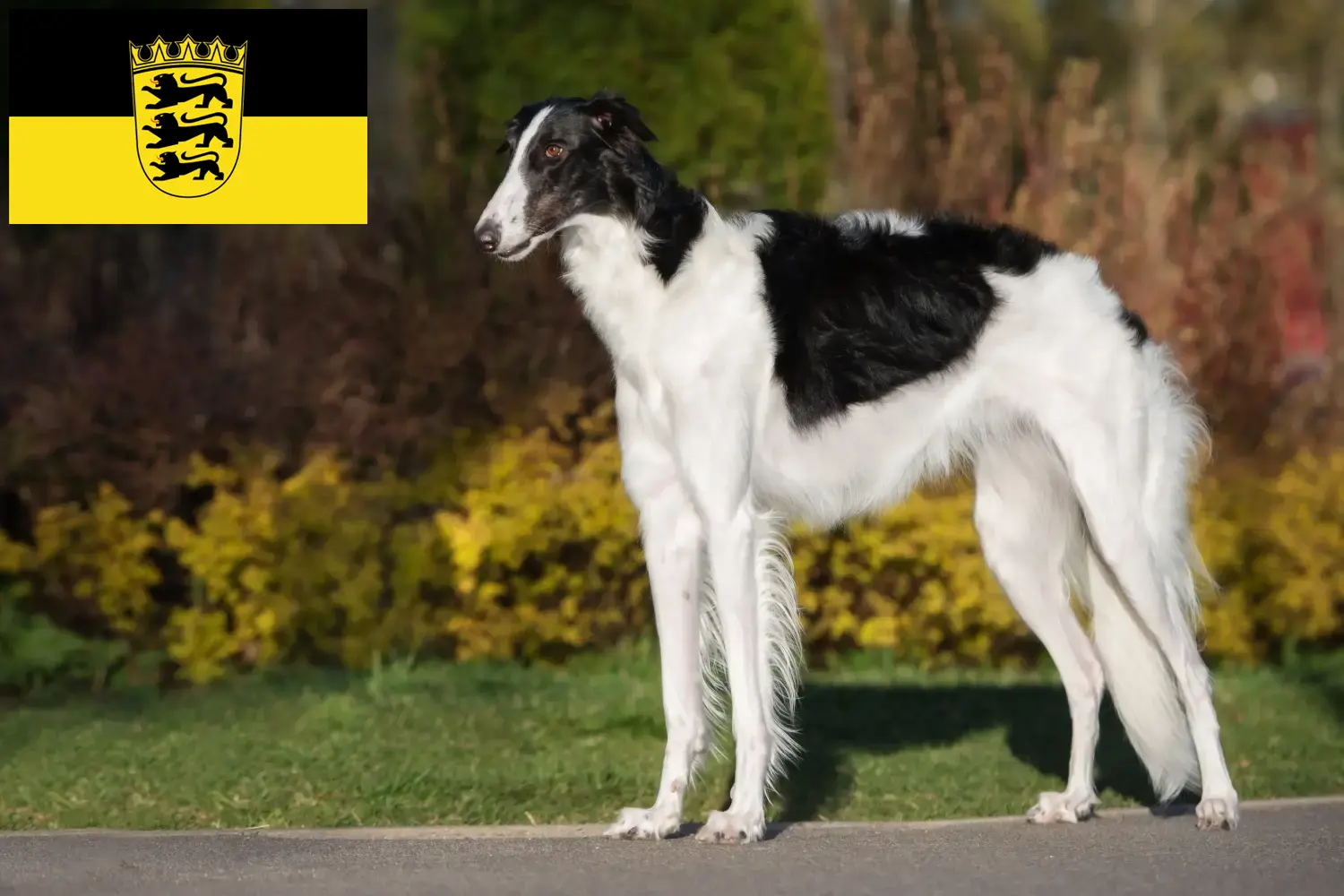 Barsoi chiots et éleveurs Baden-Württemberg Ici, tu trouveras des éleveurs de Barsois en Baden-Württemberg.