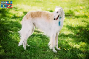 Lire la suite à propos de l’article Éleveurs de Barsoi et chiots en Bourgogne-Franche-Comté