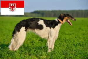 Lire la suite à propos de l’article Éleveurs de Barsoi et chiots dans le Brandebourg