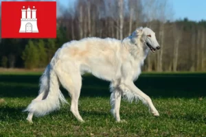Lire la suite à propos de l’article Éleveurs de Barsoi et chiots à Hambourg