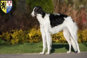 Lire la suite à propos de l’article Éleveurs de Barsoi et chiots en Hauts-de-France