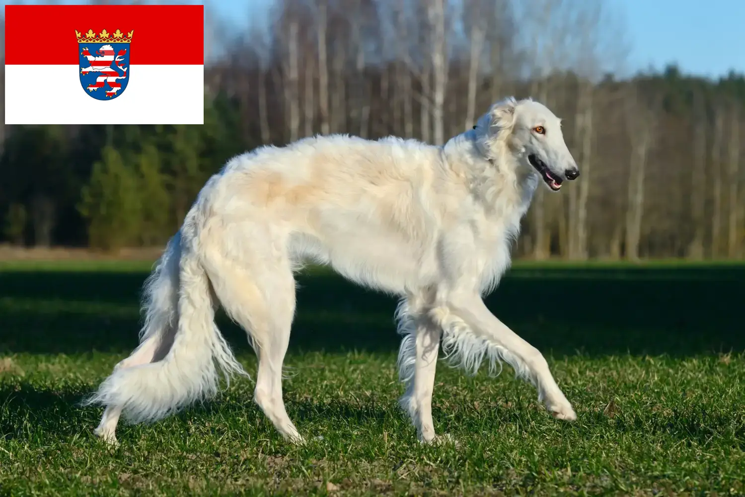 Barsoi chiots et éleveurs Hesse Ici, tu trouveras des éleveurs de Barsois en Hesse.