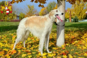 Lire la suite à propos de l’article Éleveurs de Barsoi et chiots en Carinthie