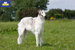 Lire la suite à propos de l’article Éleveurs de Barsoi et chiots en Région de Bruxelles-Capitale