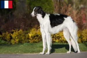 Lire la suite à propos de l’article Éleveurs de Barsoi et chiots à la Réunion