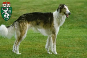 Lire la suite à propos de l’article Éleveurs de Barsoi et chiots en Styrie