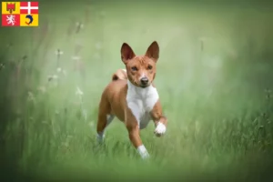 Lire la suite à propos de l’article Éleveurs de Basenji et chiots en Auvergne-Rhône-Alpes