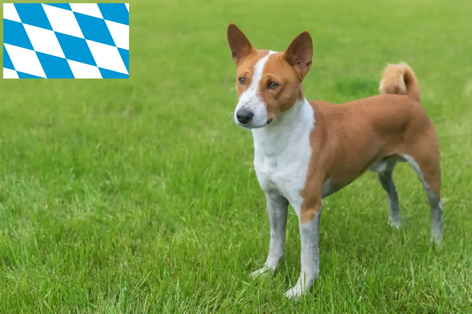 Chiots Basenji et éleveurs Bavière Ici, tu trouveras des éleveurs de Basenjis en Bavière.